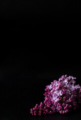 Lilac flowers on the black background 