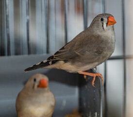 Fototapeta premium grey female zebra finch on side of 3d printed nesting box
