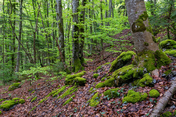 Sous-bois d'une forêt dans les Alpes en Savoie au printemps