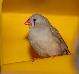 light zebra finch female in entry of yellow nesting box