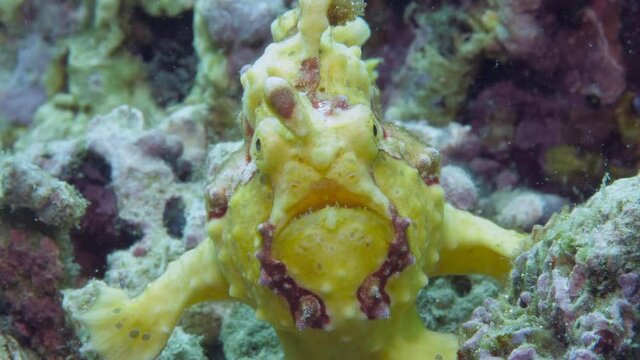 A yellow frog fish frogfish or angler fish is floating underwater in Philippines water sea.