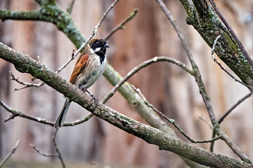 Rohrammer ( Emberiza schoeniclus ).