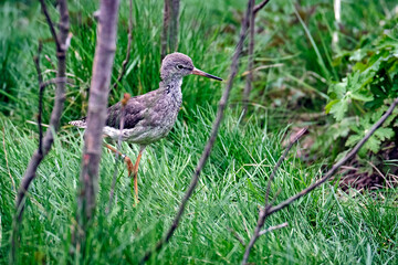 Rotschenkel ( Tringa totanus ).