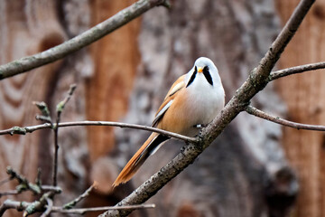 Bartmeise ( Panurus biarmicus ).