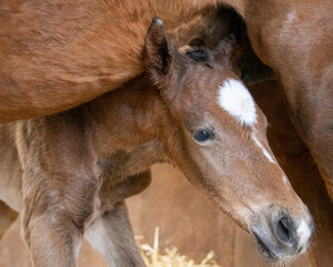 New Born Foal