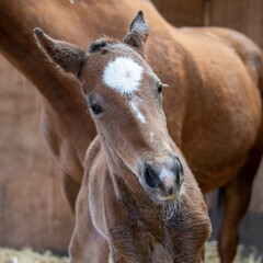 Fototapeta premium New Born Foal