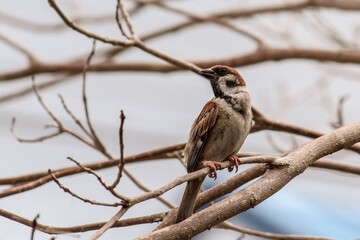 A Sparrow resting on a tree
