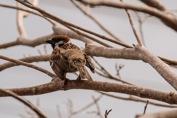 A Sparrow resting on a tree