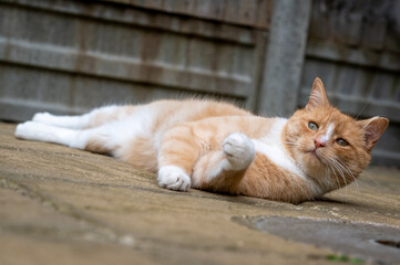 Domestic ginger cat resting on paved garden area