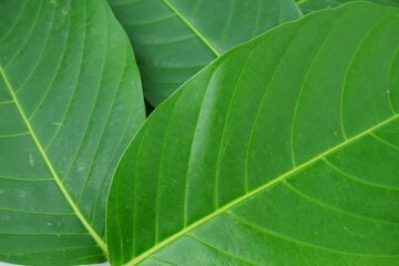 Lagerstroemia speciosa leaves isolated on white background