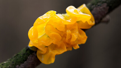 Mushroom Tremella mesenterica or yellow brain, golden jelly fungus,, witches' butter growing on a tree branch