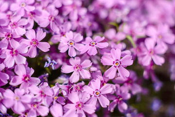Beautiful pink flowers against the background of green plants. Summer background. Soft focus