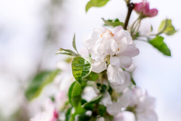Beautiful white flowers against the background of green plants. Summer background