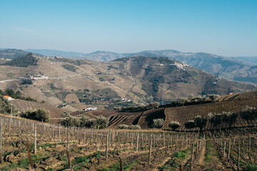 Vineyards in Provesende, Portugal