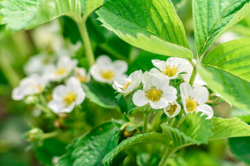 Beautiful white flowers against the background of green plants. Summer background
