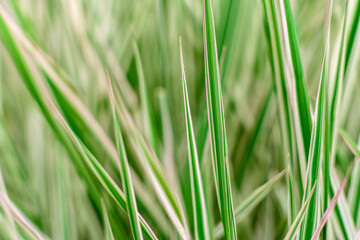 Beautiful green plants in the garden on a warm summer day