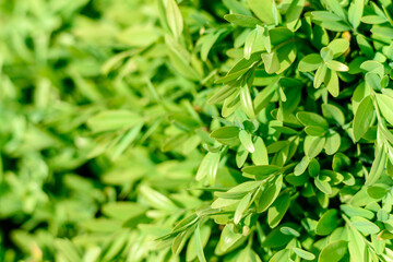 Fototapeta na wymiar Beautiful green plants in the garden on a warm summer day