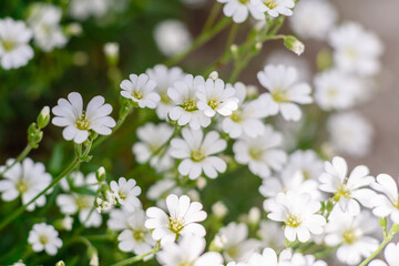 Beautiful white flowers against the background of green plants. Summer background