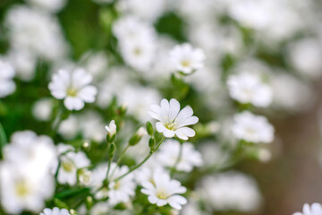 Beautiful white flowers against the background of green plants. Summer background