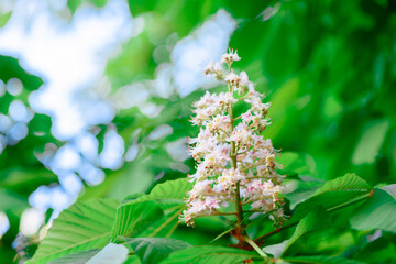 Beautiful white flowers against the background of green plants. Summer background