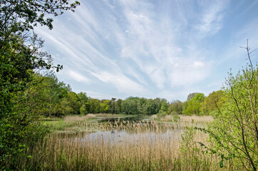 Lake Tenellaplas in the dunes near Rockanje on the island of Voorne, The Netherlands under a blue sky with friendly clouds on a day in springtime
