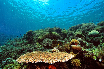 A picture of the coral reef