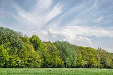 Fototapeta na wymiar Landscape with trees in springtime colors, a sky with both cirrus and cumulus clouds and a green meadow near the dunes of Rockanje on the island of Voorne, The Netherlands