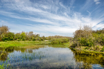 Shallow pond under a blue sky with cirrus clouds in the dunes near Rockanje on the island of Voorne, The Netherlands on a day in springtime