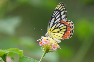 butterfly on flower