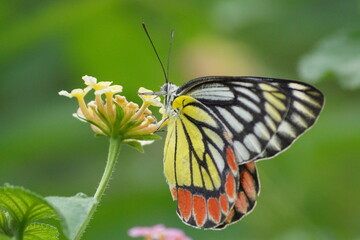 butterfly on a flower