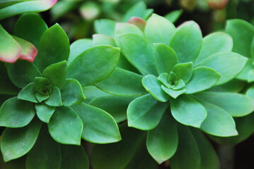 Sedum Palmeri, plante succulente