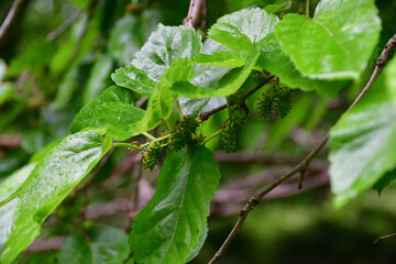クワの葉と熟す前の果実（埼玉県/5月）