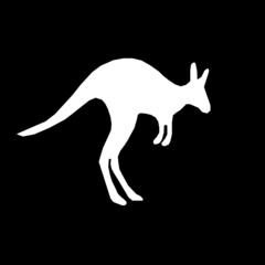 Fototapeta premium white kangaroo