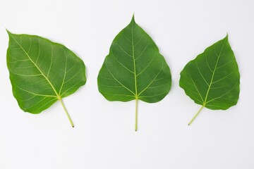 Green leaves pho on white background