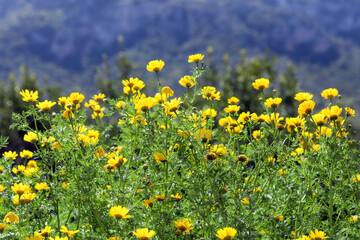 Beautiful daisies on a field in green grass in spring.