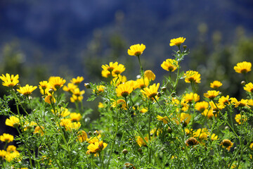 Fototapeta premium Beautiful daisies on a field in green grass in spring.