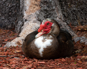 Male muscovy duck with brown and white feathers and large bumpy red patch around the eyes and beak is resting at the base of a tree on reddish brown mulched ground.