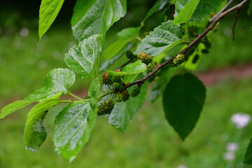クワの葉と熟す前の果実（埼玉県/5月）