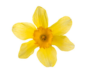 Beautiful blooming yellow daffodil isolated on white