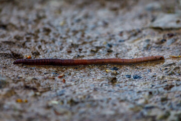 An earthworm after the rain