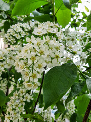 Bird cherry blossoms