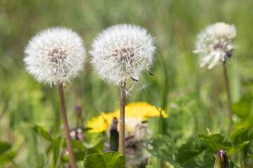 Three white dandelion blowballs in meadow field