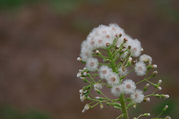 タンポポの綿毛