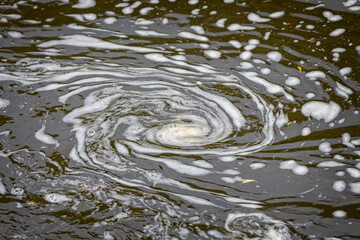 Swirl of water foam in shape of a spiral on river surface - obrazy, fototapety, plakaty