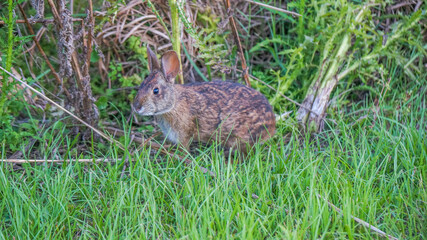 Marsh Rabbit running