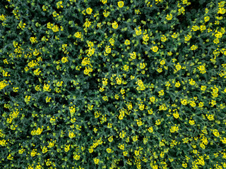 yellow rape field landscape aerial view industry agriculture