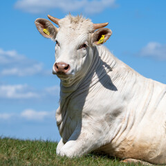 Charolais cow in a meadow