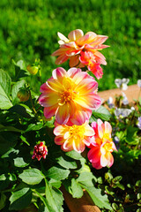 Naklejka premium Pink and yellow dahlia flower in bloom