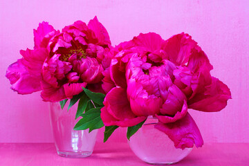 Pink tree peony flowers in a vase