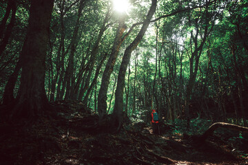 Russia, the Caucasus, Dombay, a tourist walking through a dark forest and the sun's rays break through the dense foliage of trees